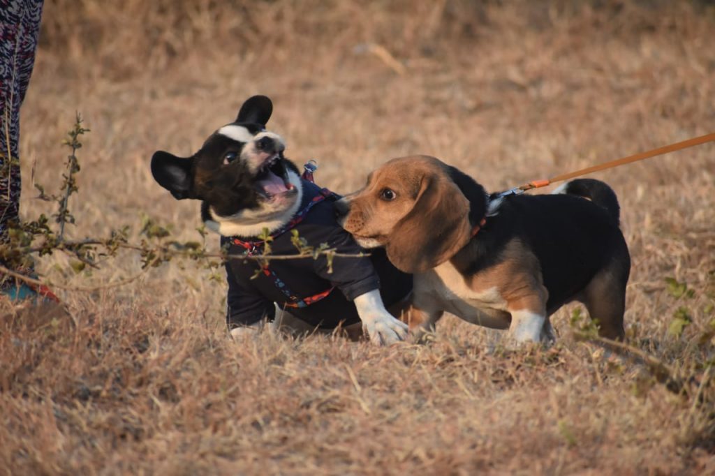 Why do dogs develop behavioral issues? (Aggression, hyperactivity, phobias, etc. etc.)