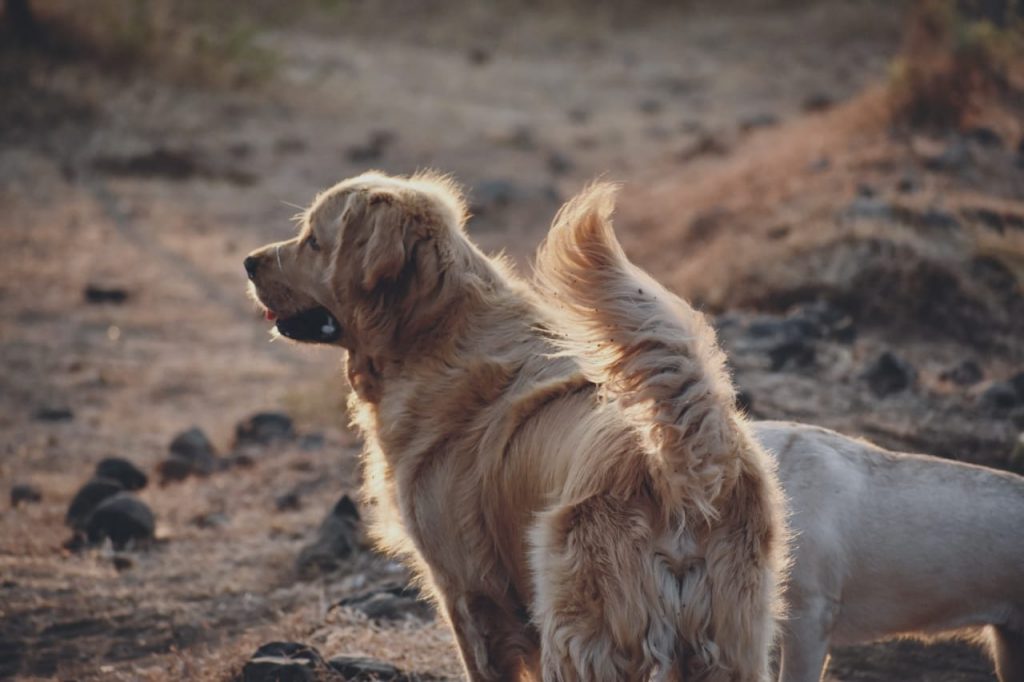You Must Train Your Puppy These 5 Skills