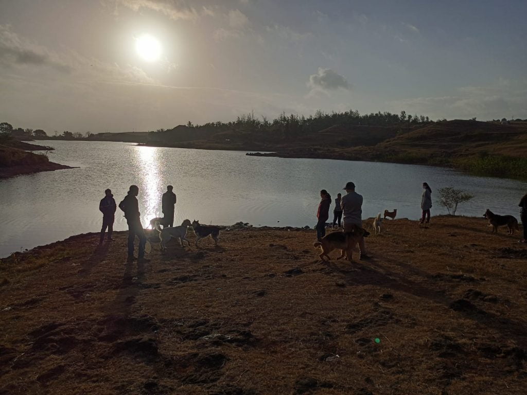 What is dog socializing and why should you care?