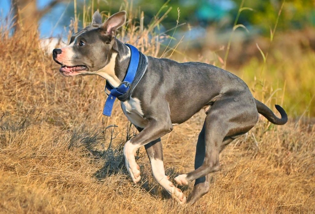 Dog psychology can help you understand your dog better and have a stronger relationship