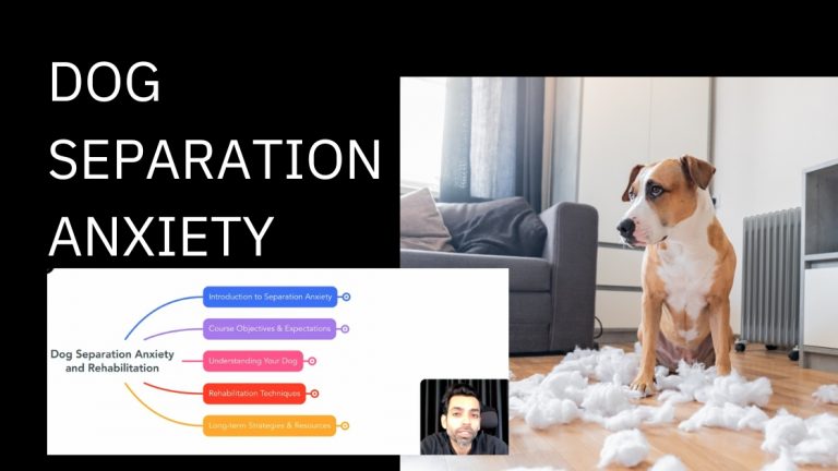 Dog Separation Anxiety