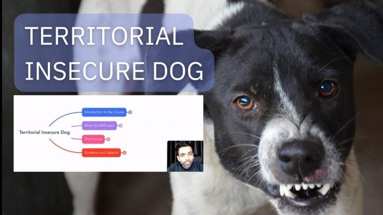 Territorial Insecure Dog