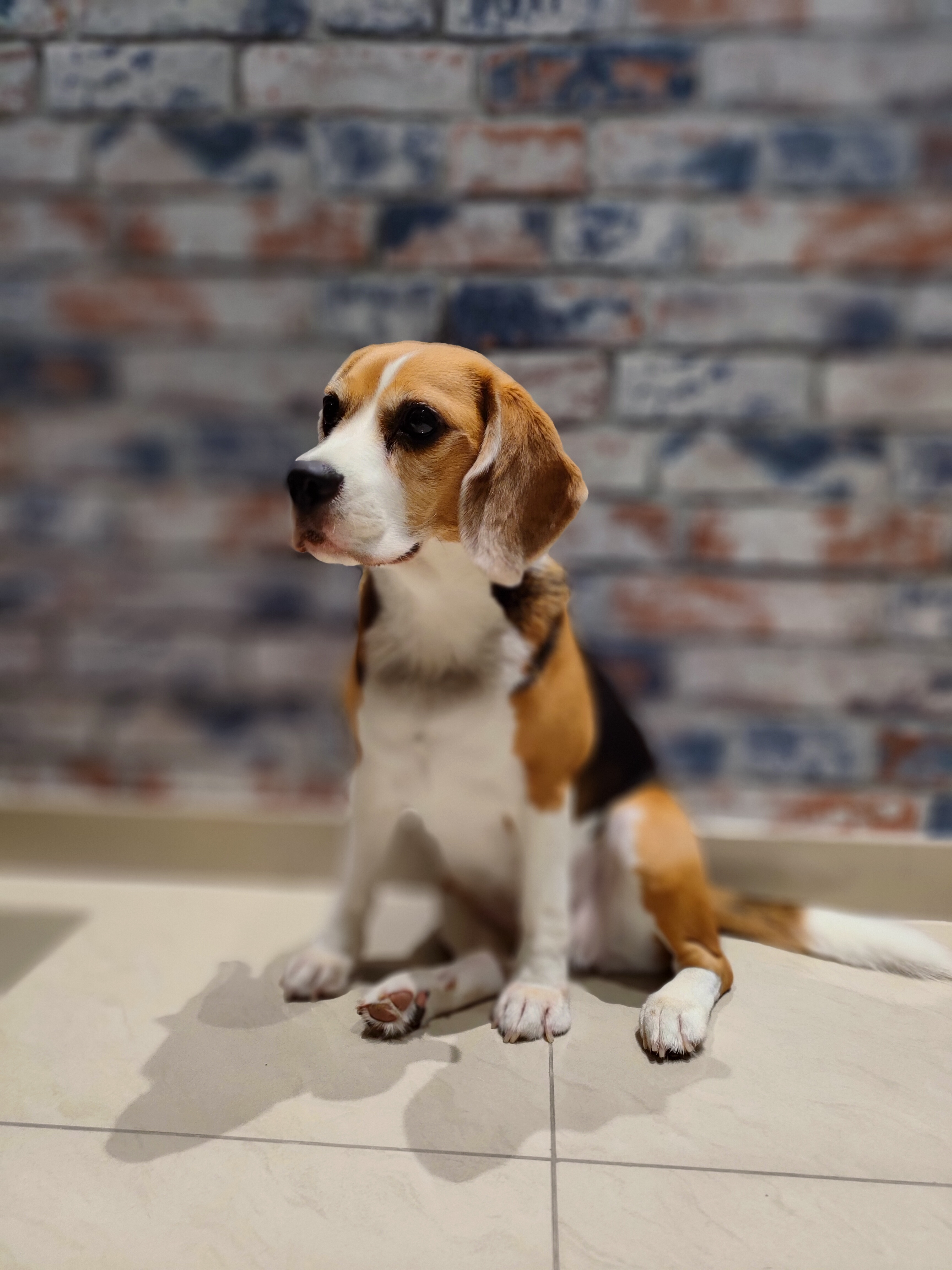 Cookie, whose parent sent in a ProBelly report