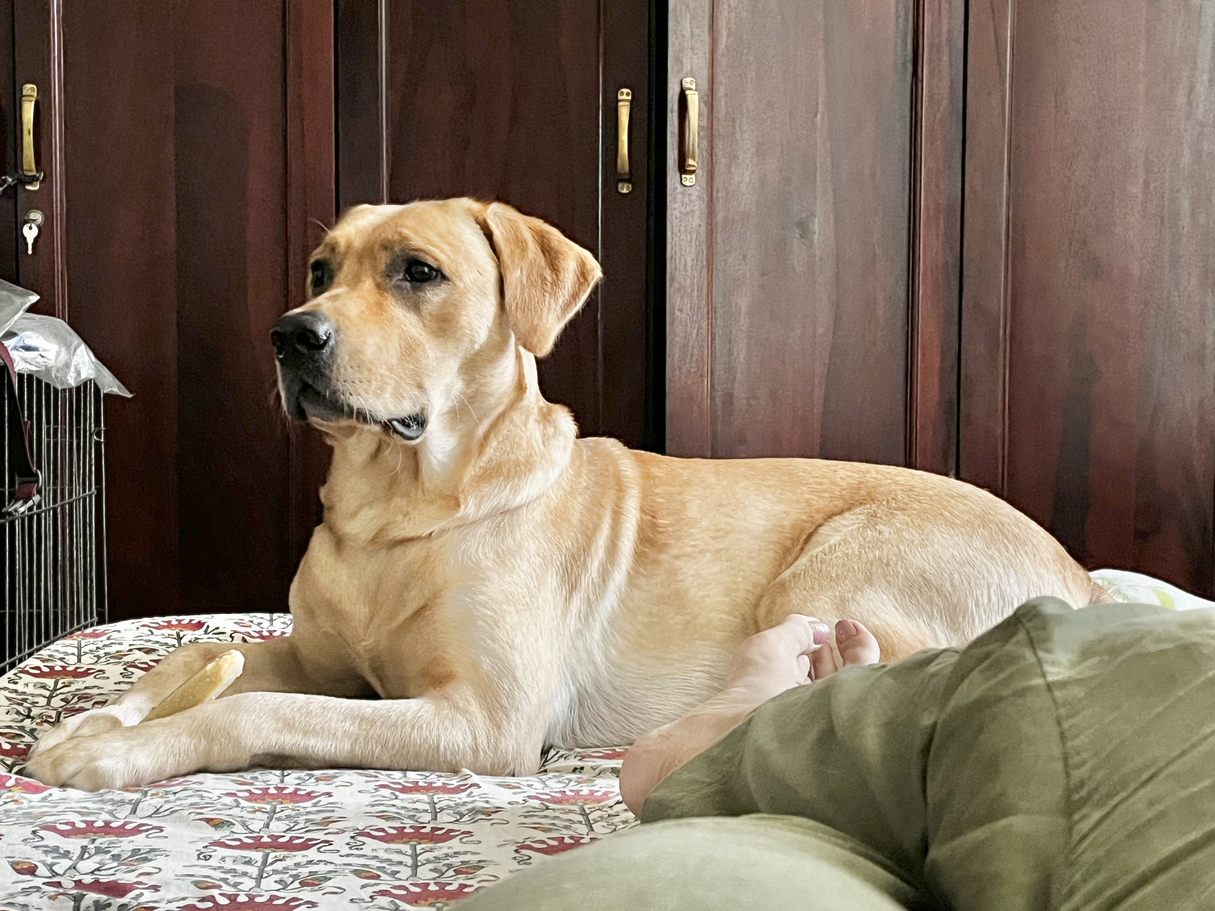 Murphy, whose parent sent in a ProBelly report