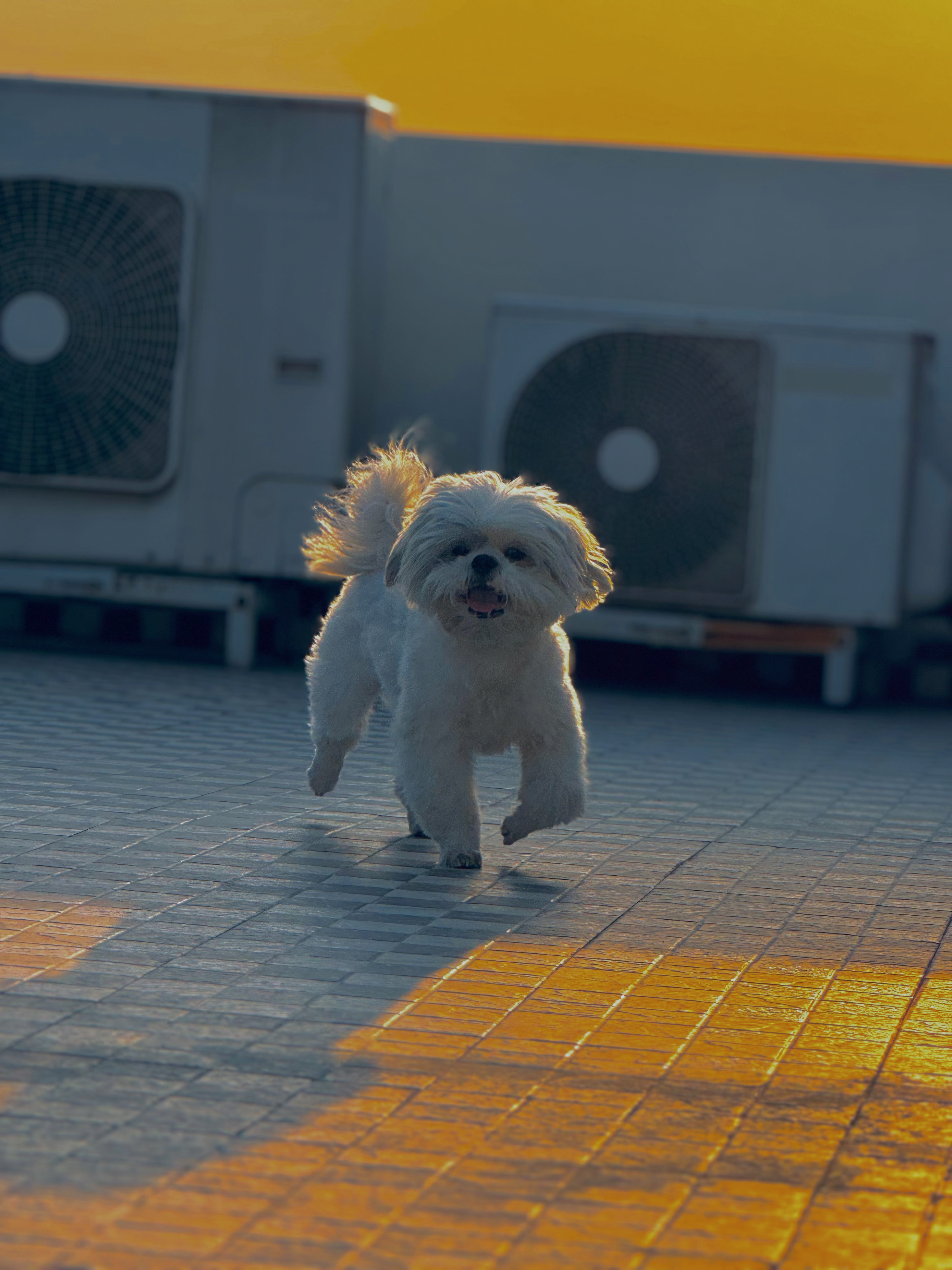 Tuffy, whose parent sent in a ProBelly report