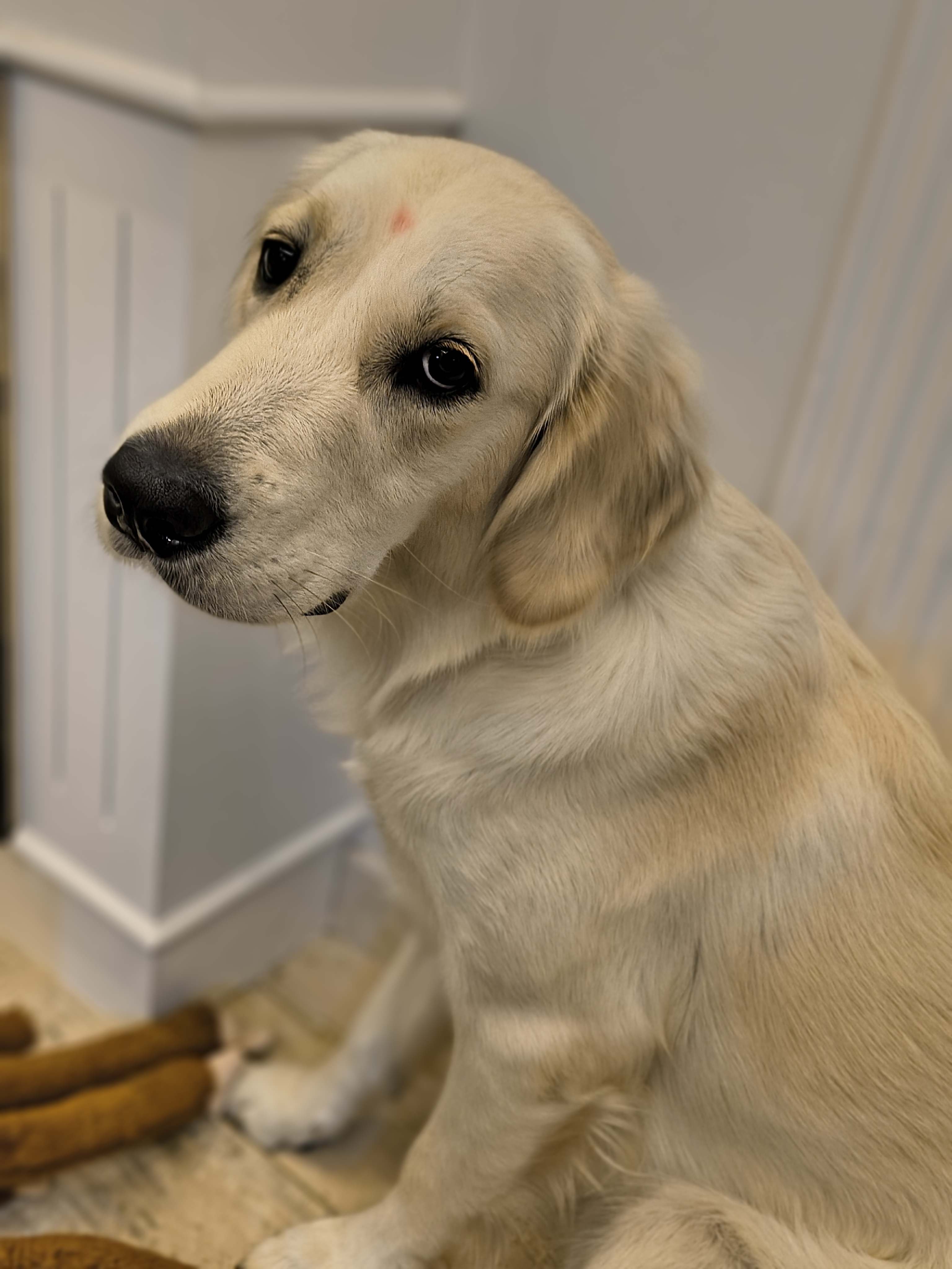 Violet, whose parent sent in a ProBelly report
